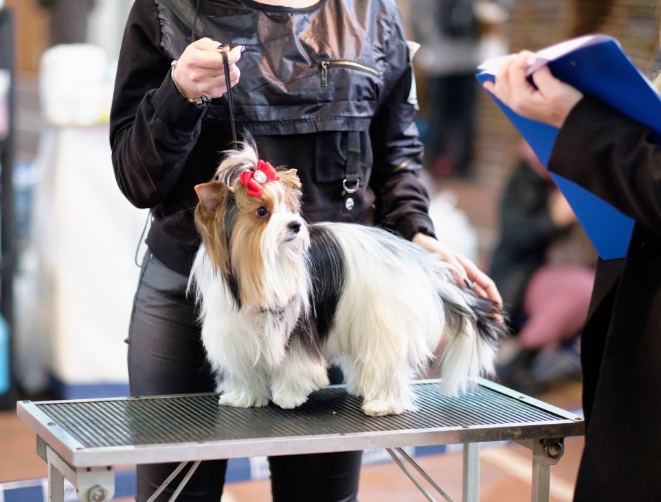 The Role and Responsibilities of Dog Show Judges